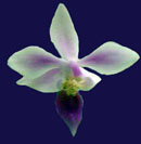 equestris (Three Times a Lady' x Blue Too')